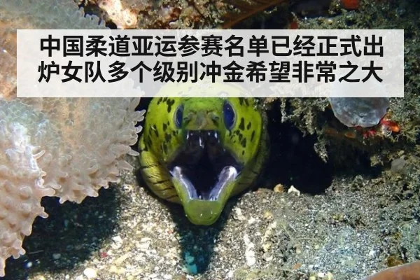 中国柔道亚运参赛名单已经正式出炉女队多个级别冲金希望非常之大